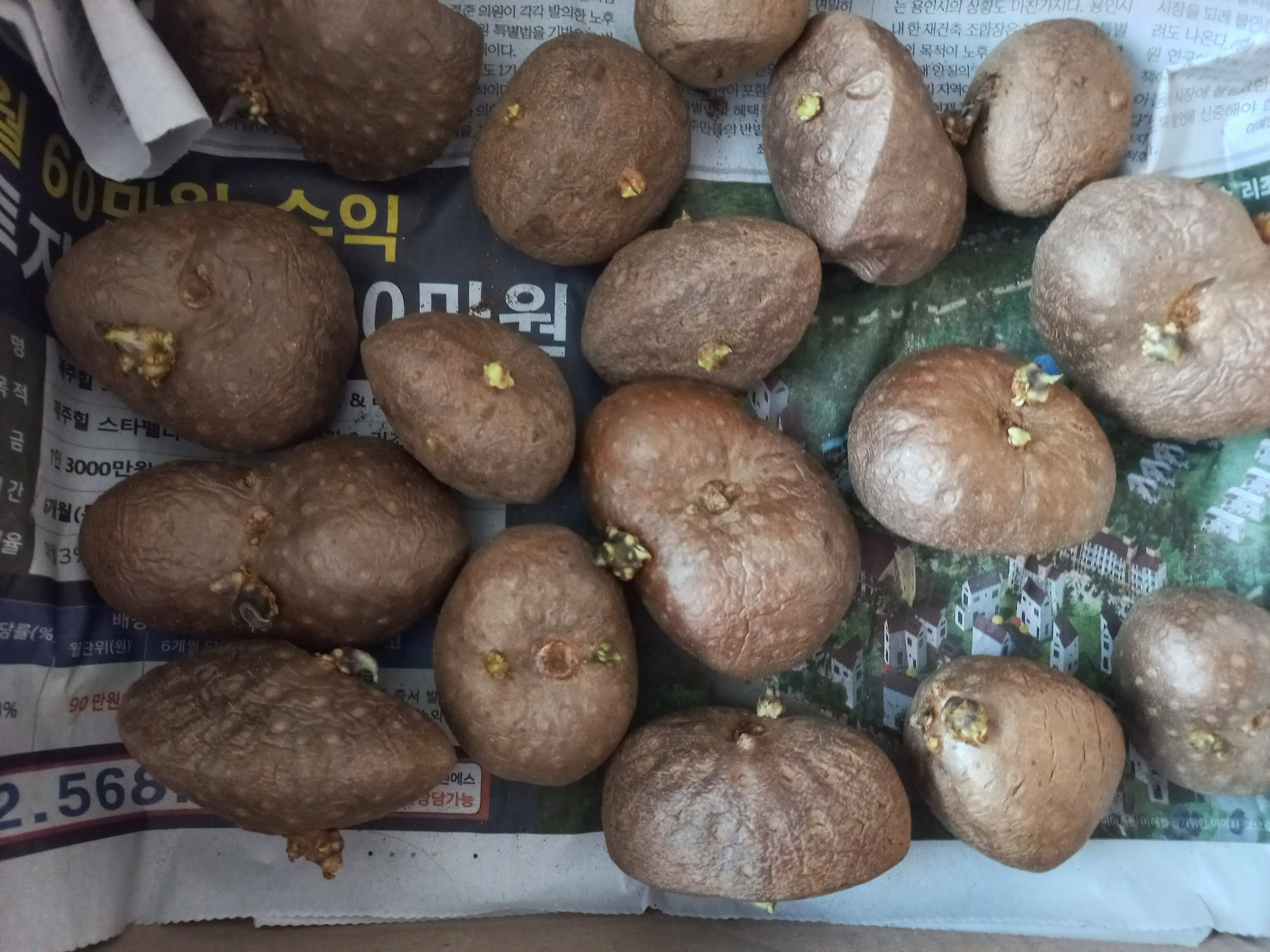 싹 나온 하늘마 종자