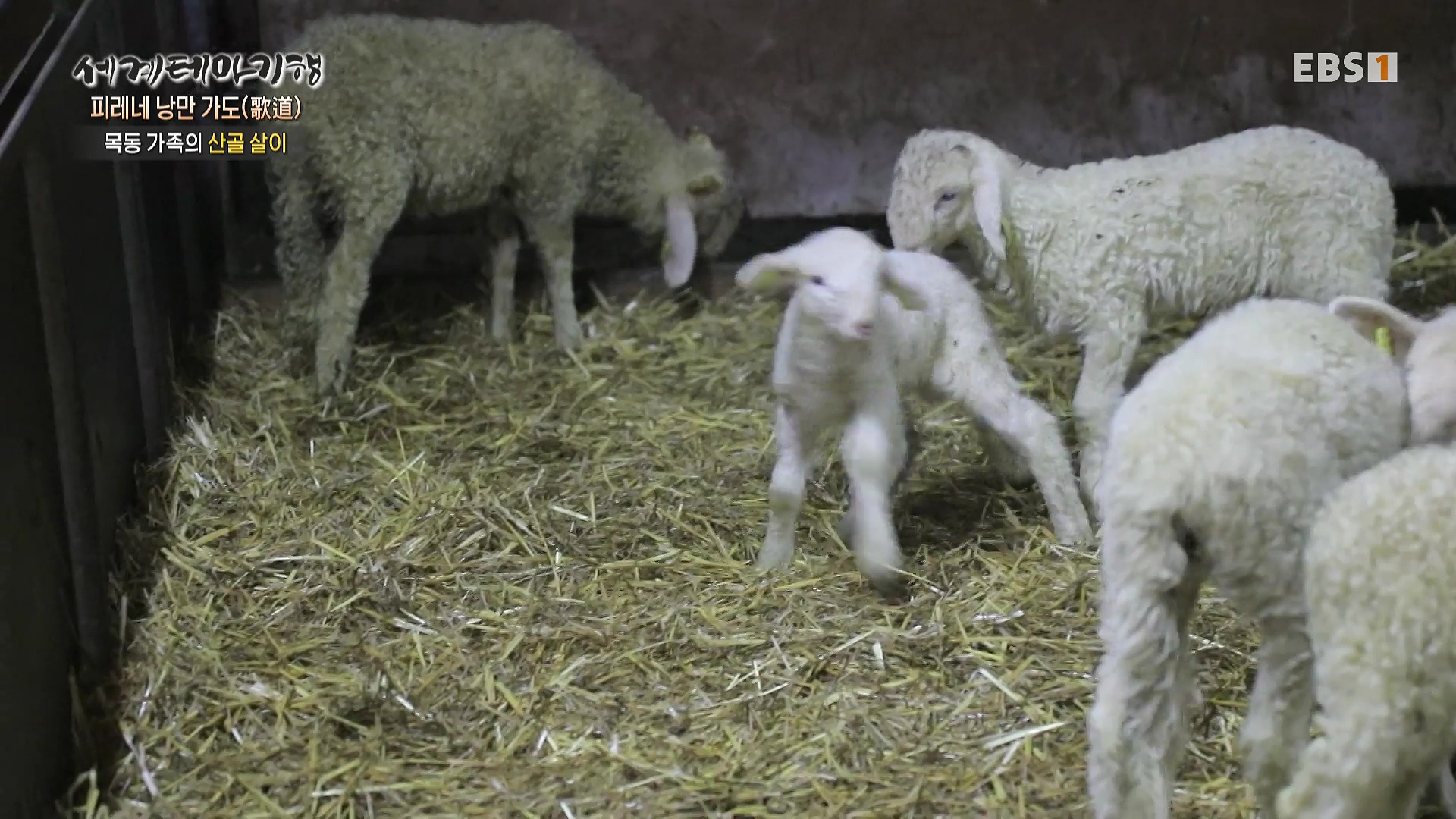 세계테마기행 231225 피레네 낭만 가도(歌道) -요정의 길을 따라, 비뉴말 트레킹0p.mp4_20240628_203839.044.jpg