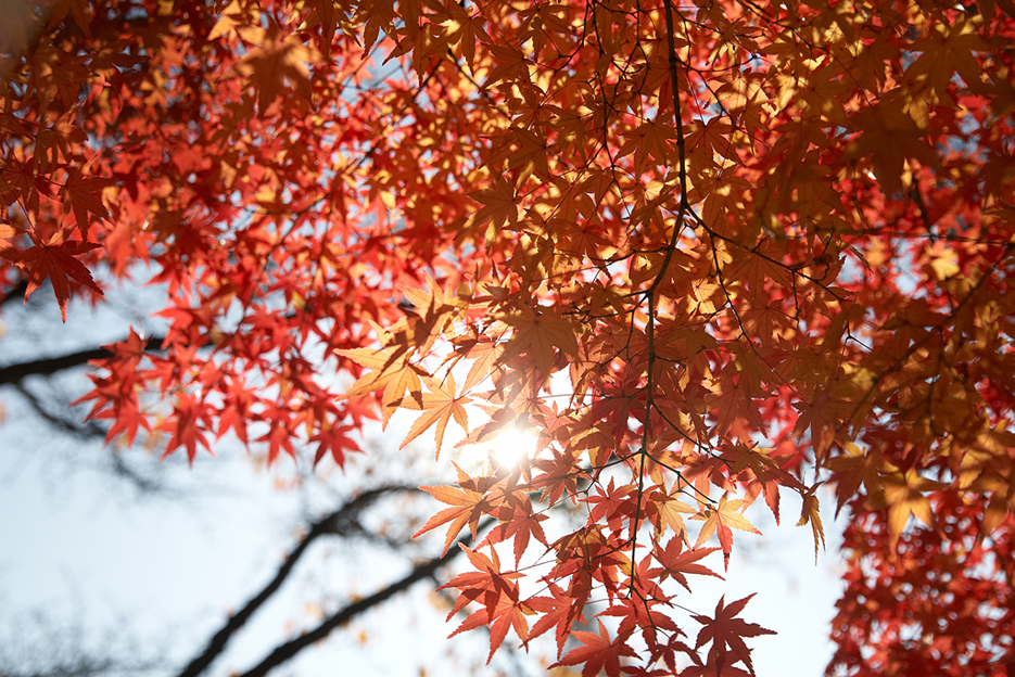  가을대표 하는 것은 단풍 (丹楓) - autumn colors