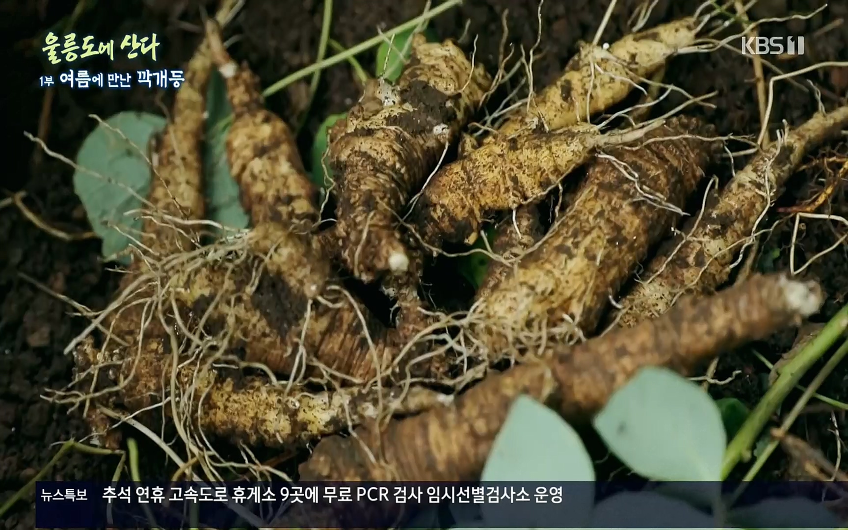 다큐울릉도에산다.E01.220909p.H264-F1RST.mp4_20220912_180552.013.jpg