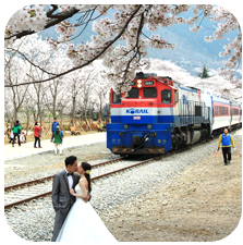 진해 군항제 축제 일정 및 주차장 위치