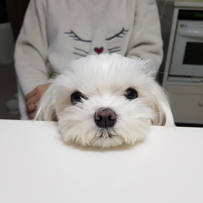 내 강아지 말티즈 2