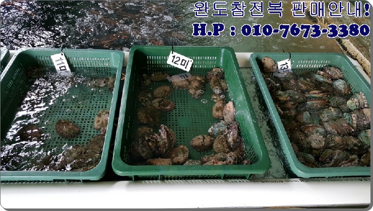 완도참전복 이미지