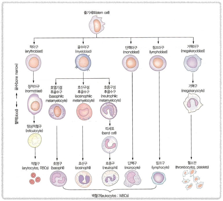 혈액 세포의 형성과정