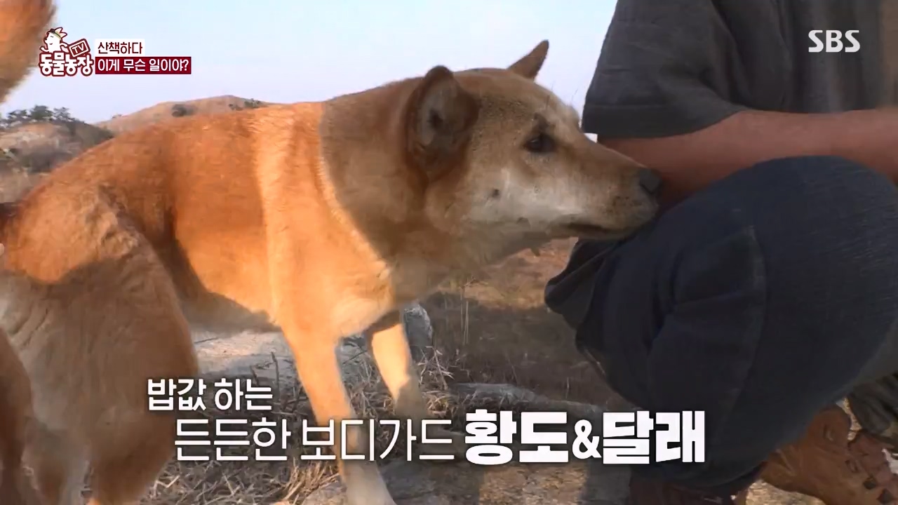 TV 동물농장.E1172.240520p-NEXT.mp4_20240519_165221.563.jpg