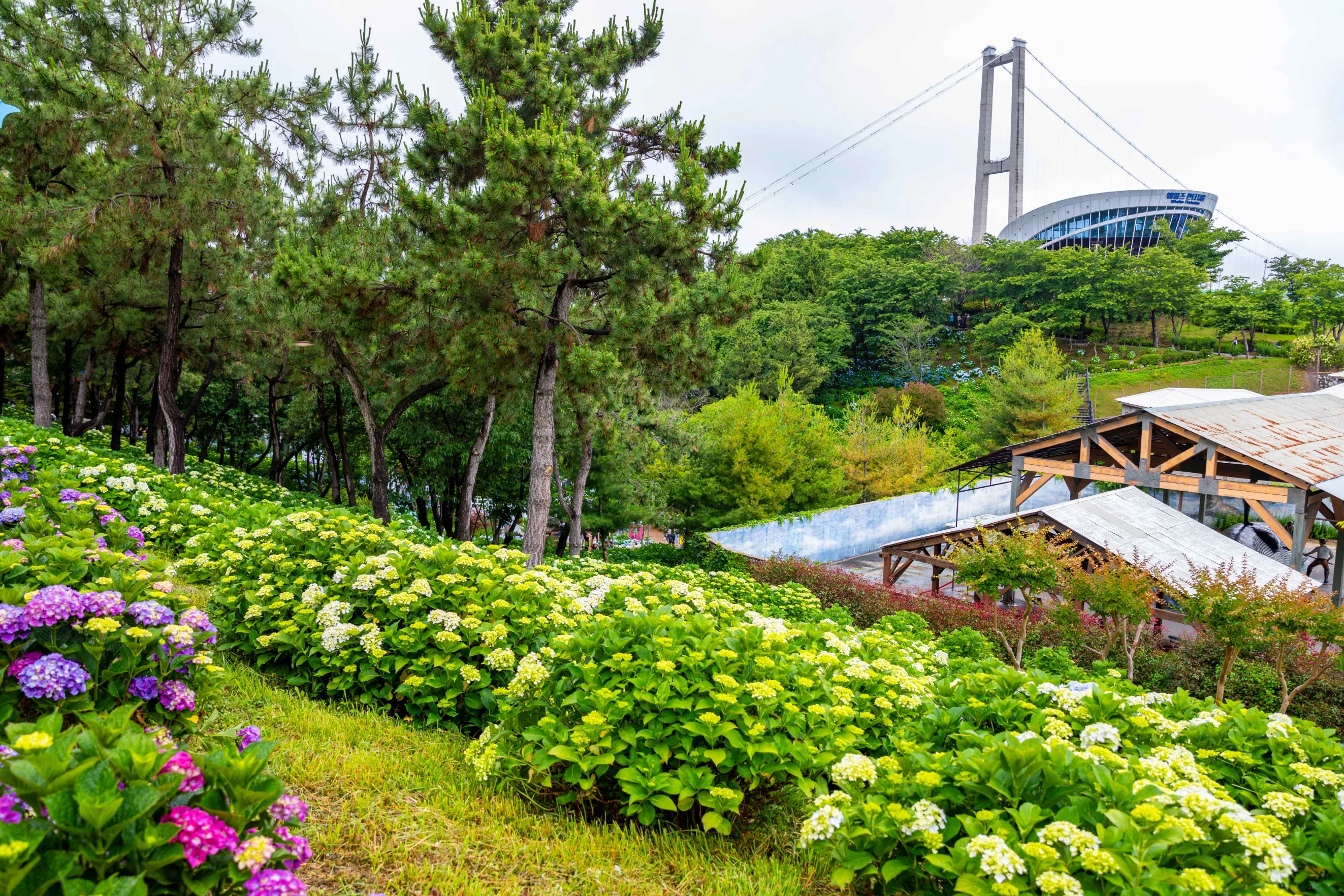 울산 장생포 문화마을 수국축제 사진 모음