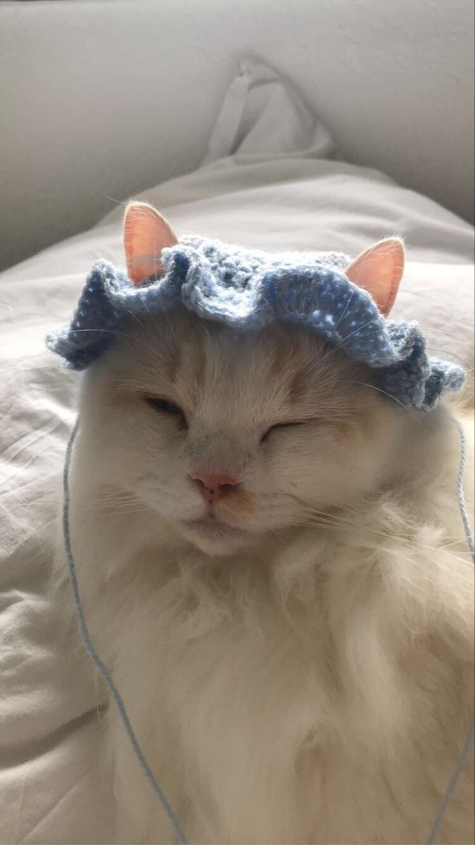 니트모자를-쓴-윙크하는-고양이