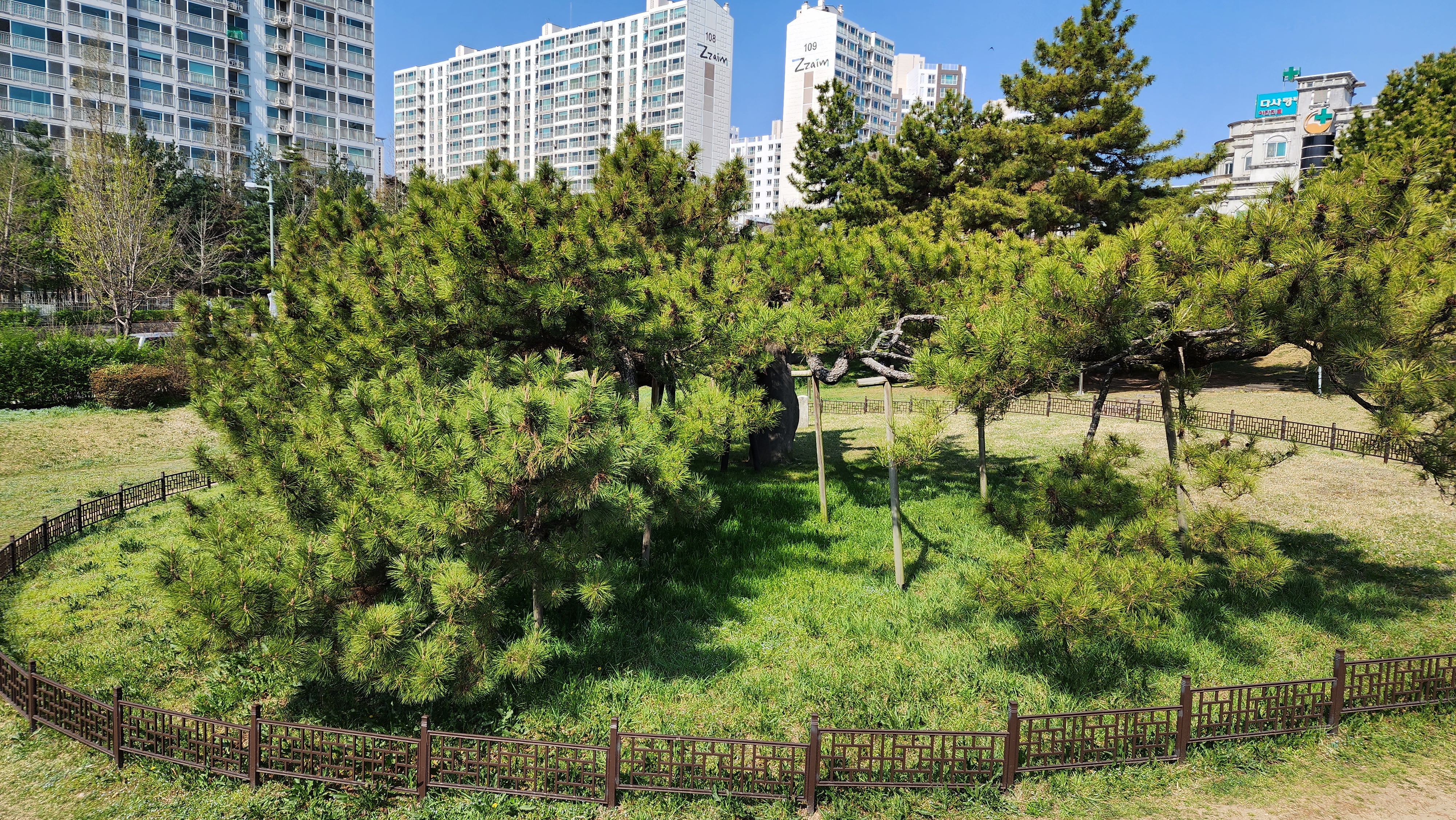 전주 삼천동 곰솔-럭셔리크로우 사진