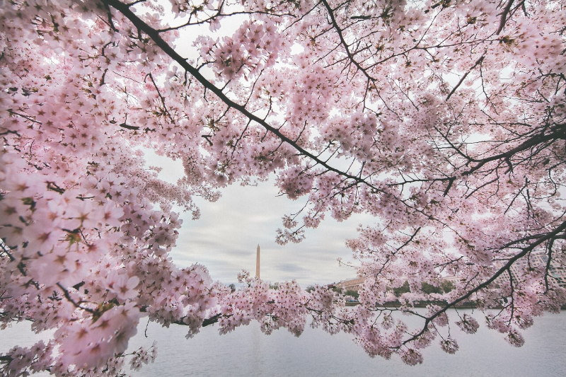 2024 전국 벚꽃 축제일 확정 및 예상2