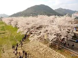 양산 황산공원 벚꽃길