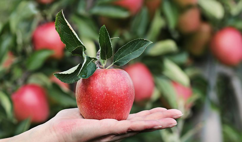 손바닥 위에 올려진 빨간 사과