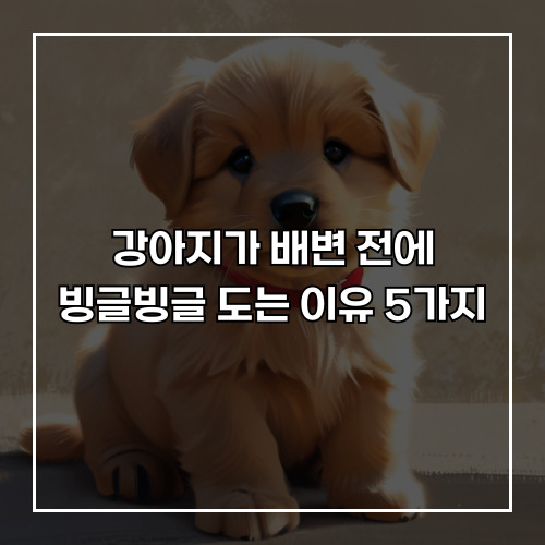 강아지가 배변 전에 빙글빙글 도는 이유 5가지