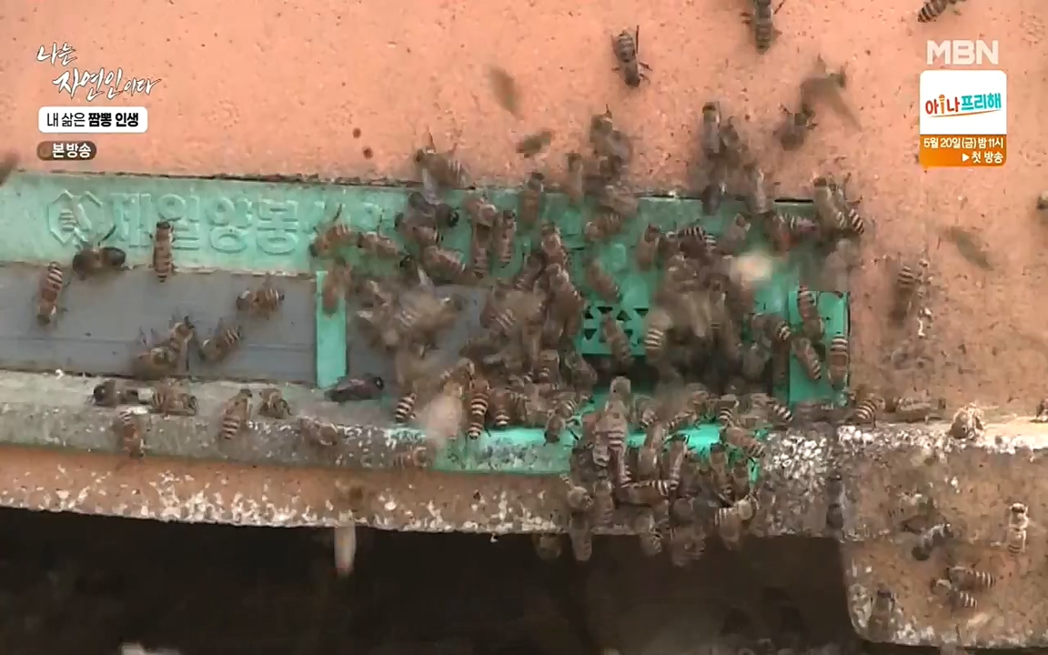 나는 자연인이다.E502.220519p-NEXT.mp4_20220519_182342.421.jpg