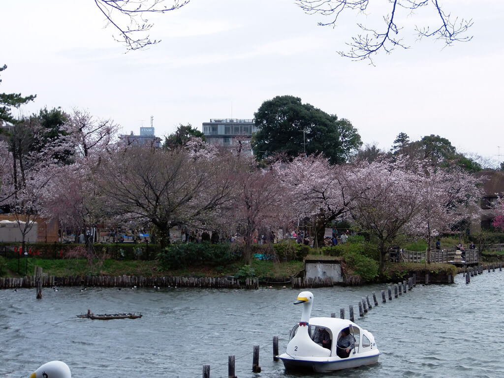 센조쿠이케 호수공원을 봄에 벚꽃이 필 무렵 찍은 사진