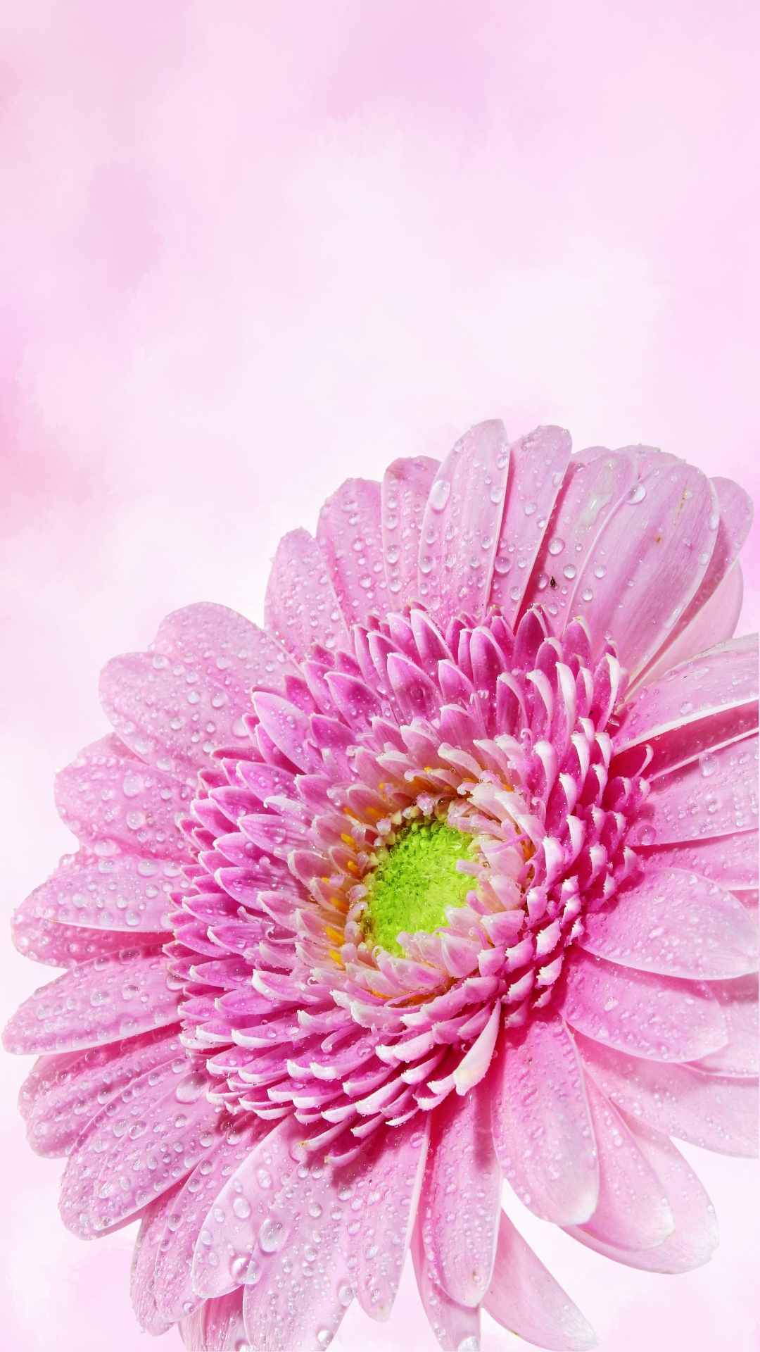 Chrysanthemum Flower iPhone Wallpaper