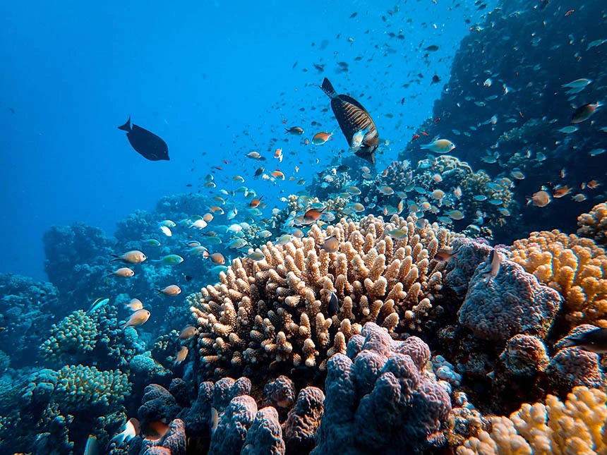 산호초 보호