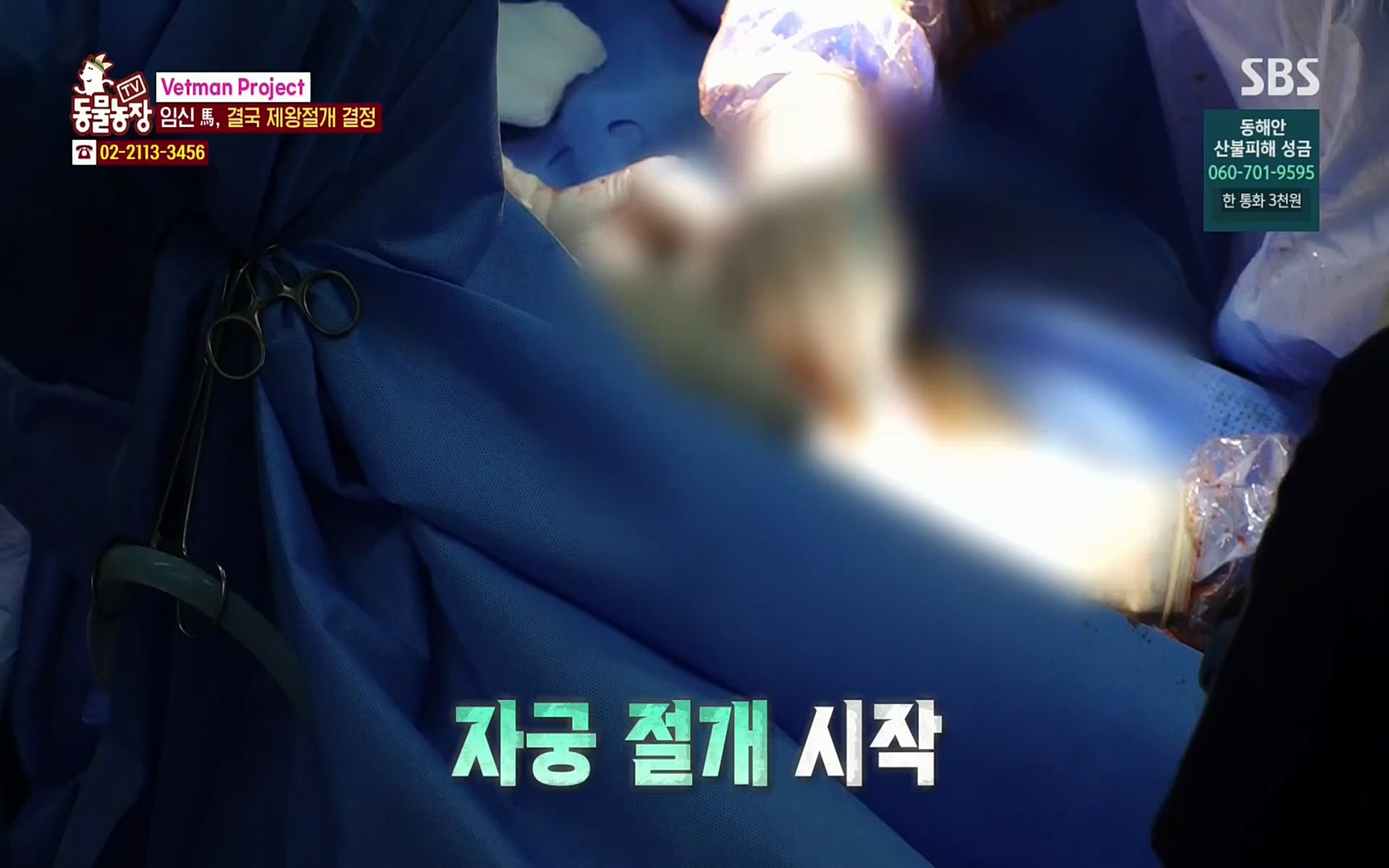 TV 동물농장.E1062.220327p.H264-F1RST.mp4_20220327_174451.561.jpg