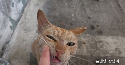 이빨을-손가락에-쓱-문지르는-고양이.