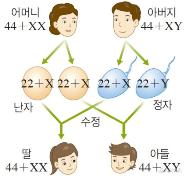 성을 결정하는 염색체