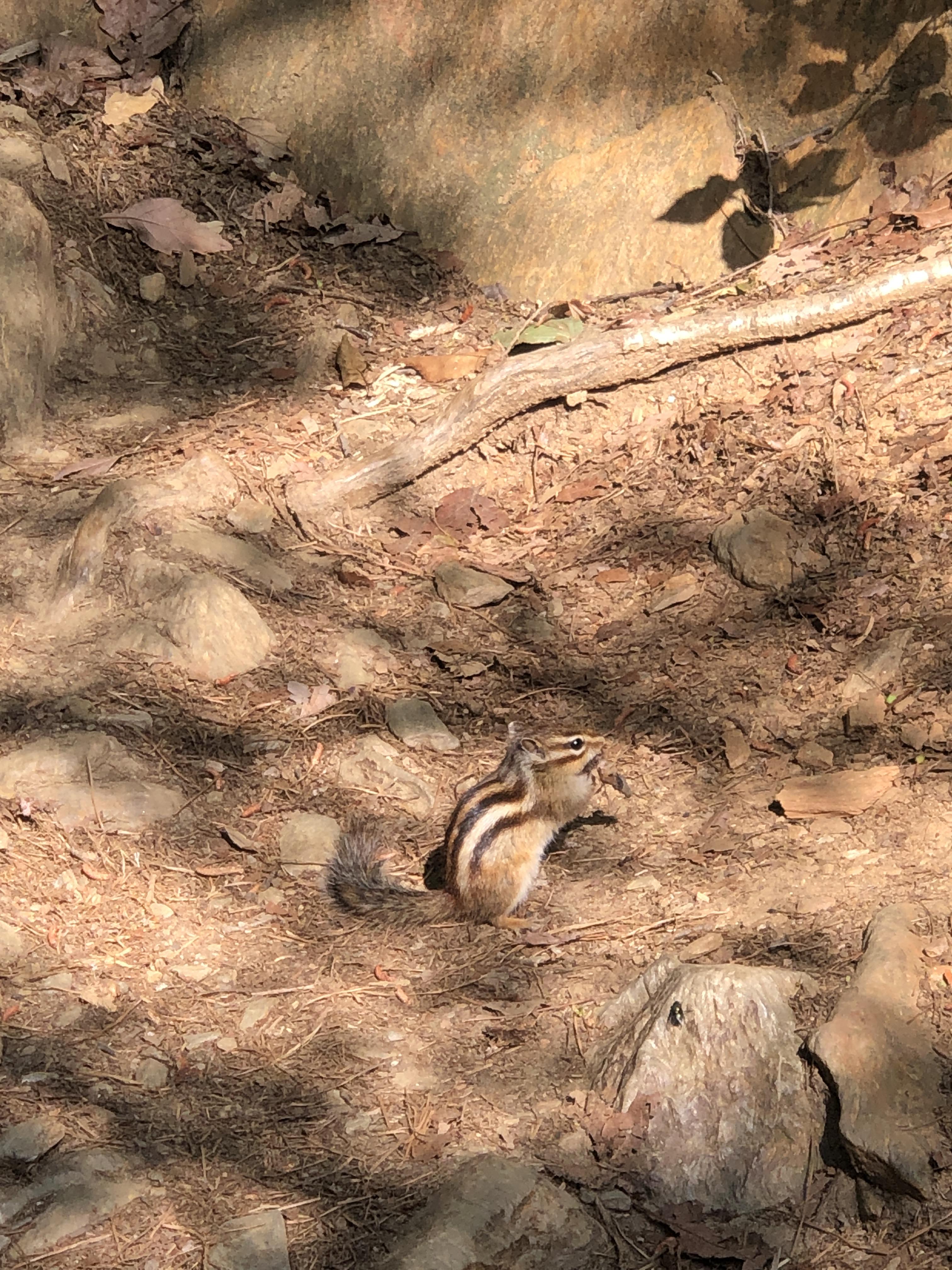 민수랜드-전주기린봉 다람쥐