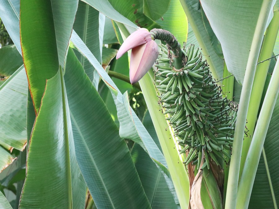 열대식물-딱딱한-바나나