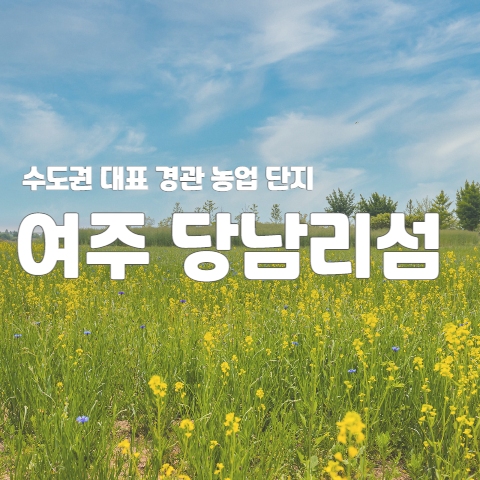  수도권 대표 경관농업단지 - 여주 당남리섬