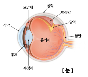 안구