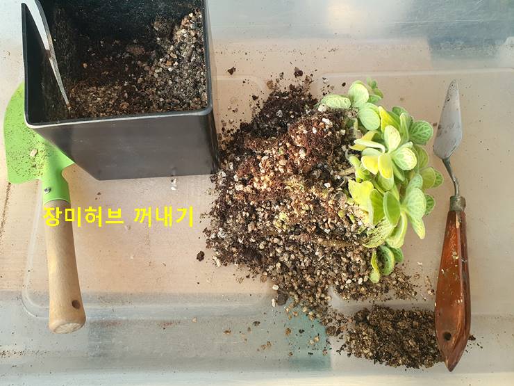 장미허브 꺼내기