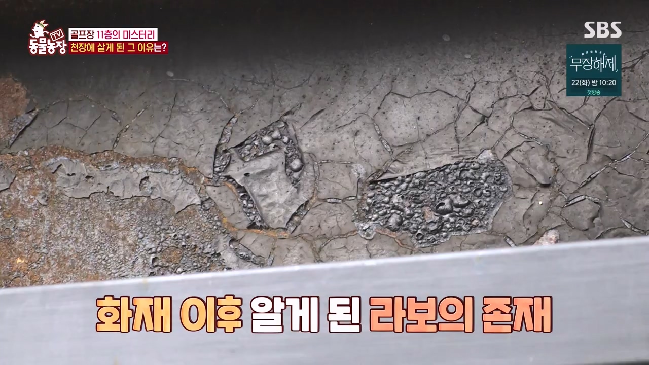 TV 동물농장.E1133.230814p-NEXT.mp4_20230813_171350.254.jpg