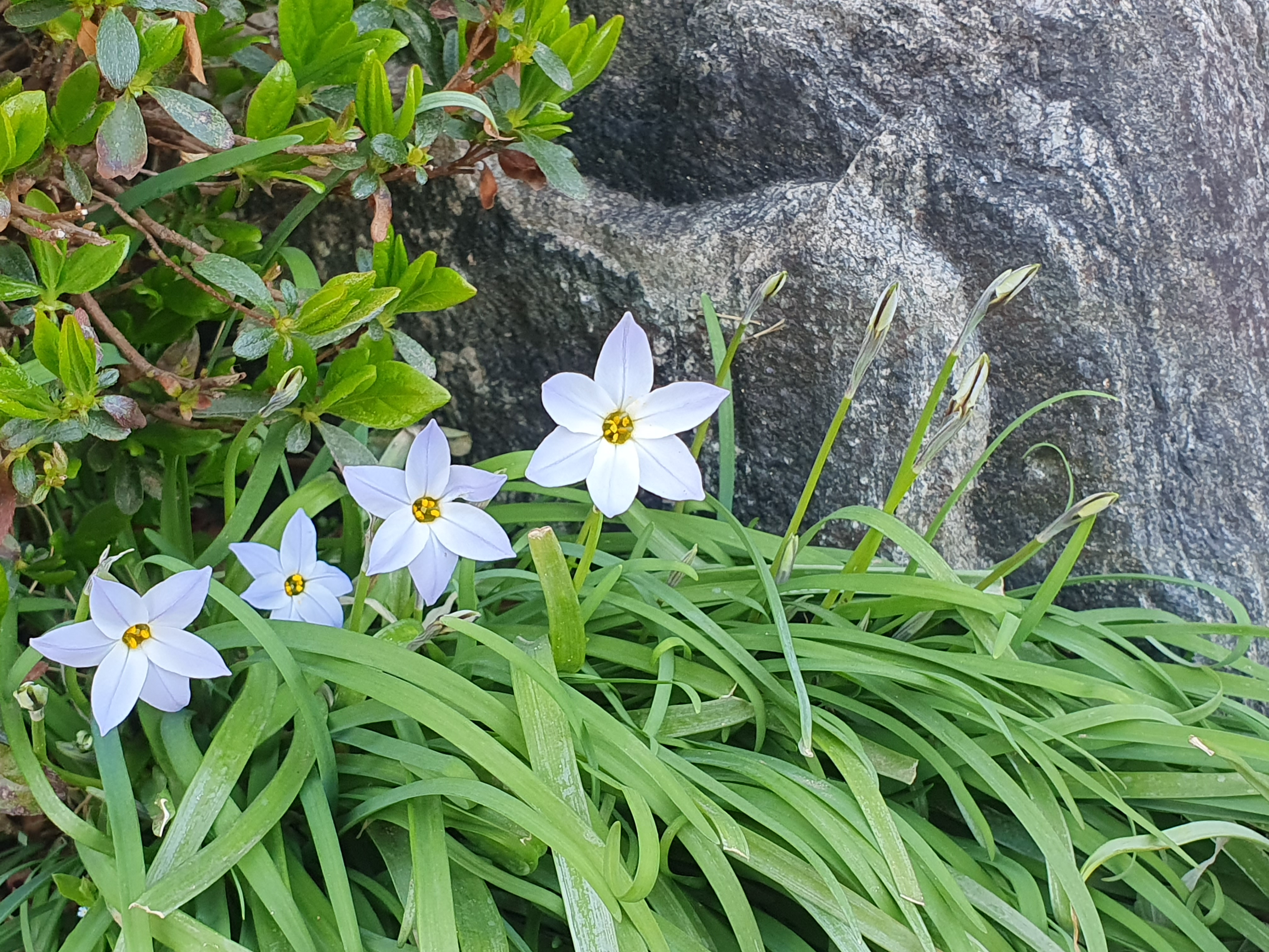 아이페이온(Ipheion)&#44; 향기별꽃&#44; 자화부추&#44; 꽃부추&#44; 춘성화