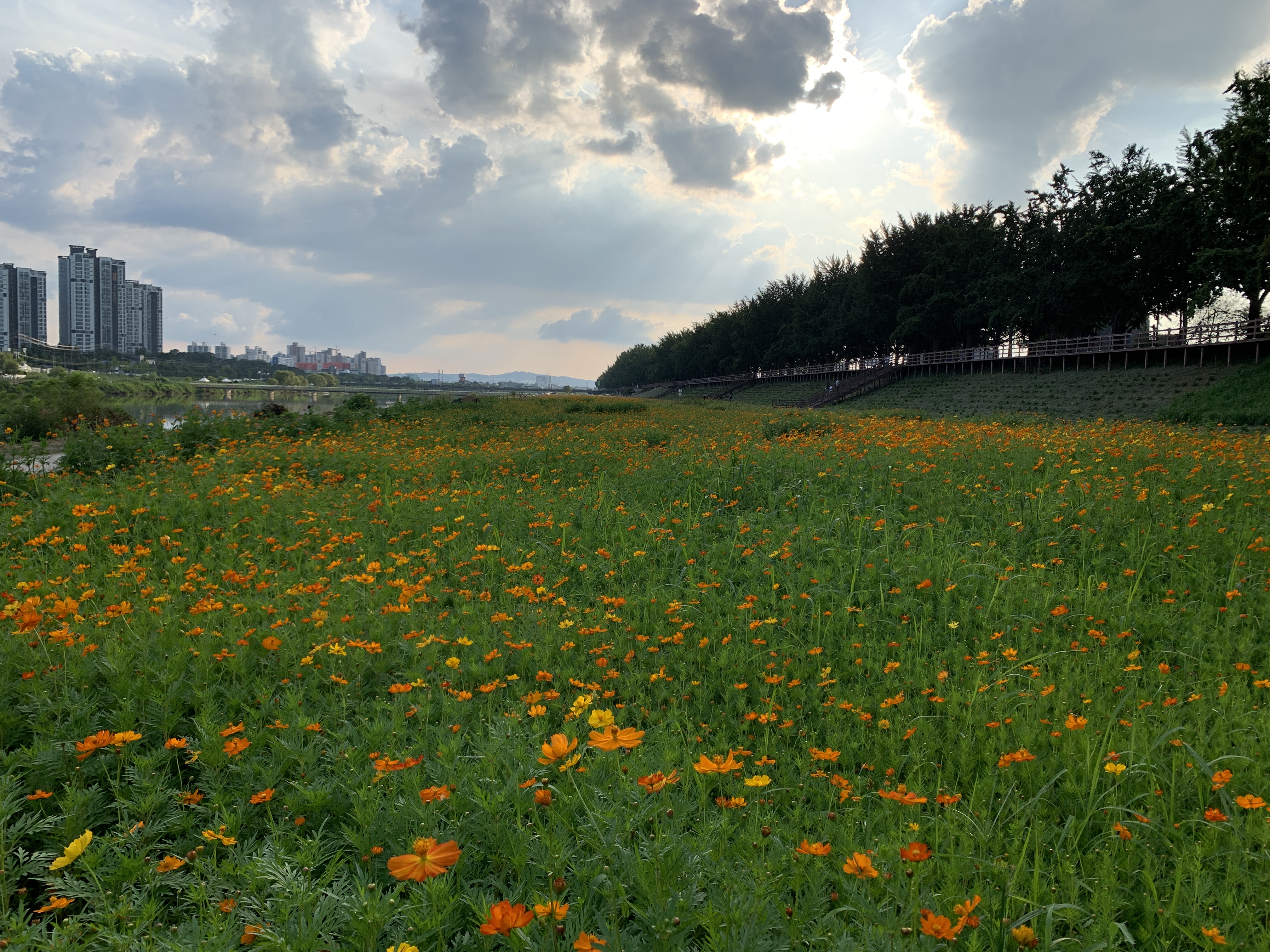 곡교천_황화코스모스