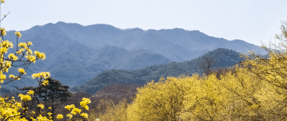구례산수유꽃축제