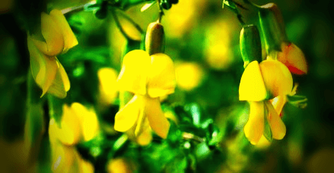 골담초-꽃-사진