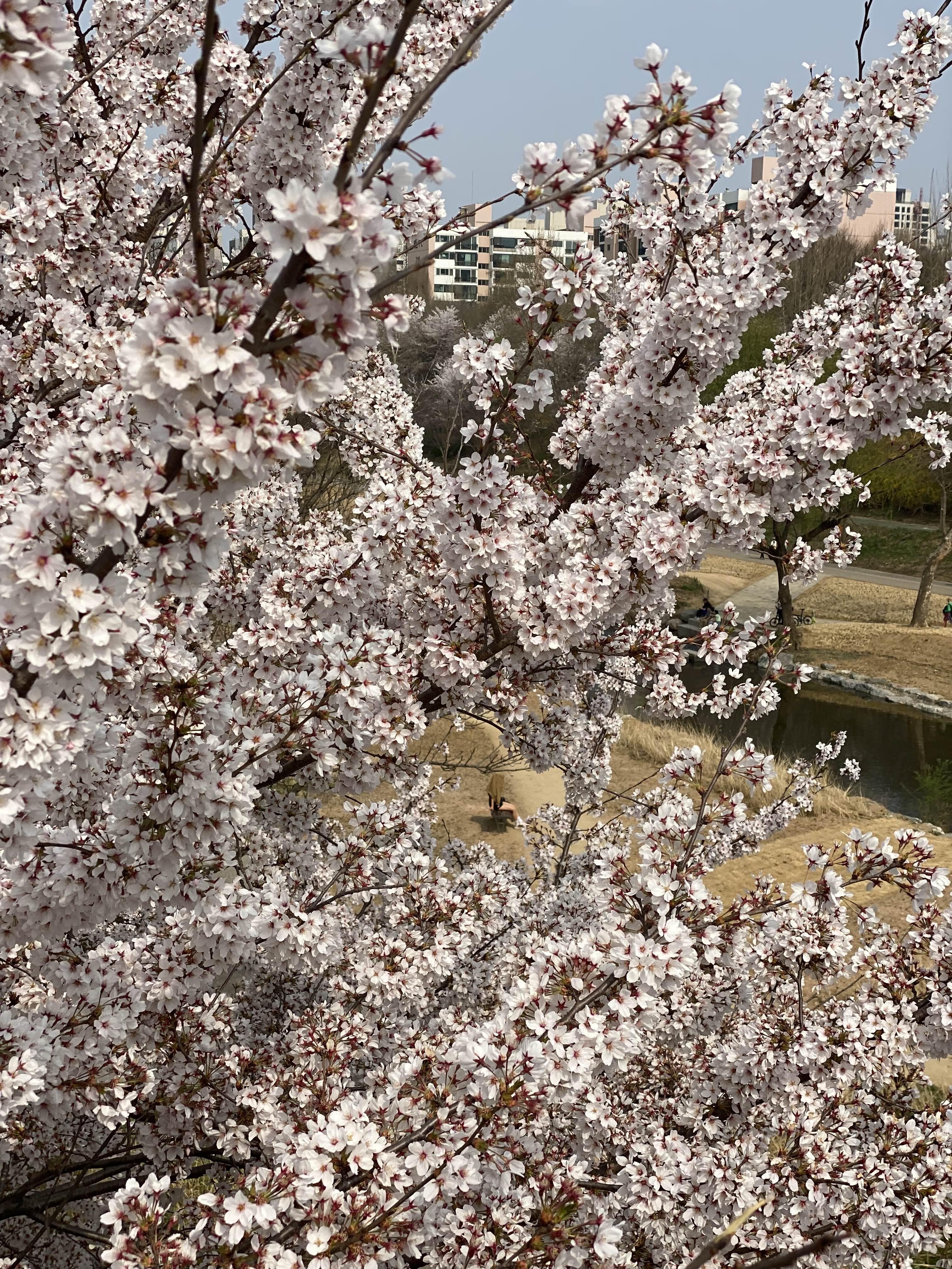 일품국수 이미지