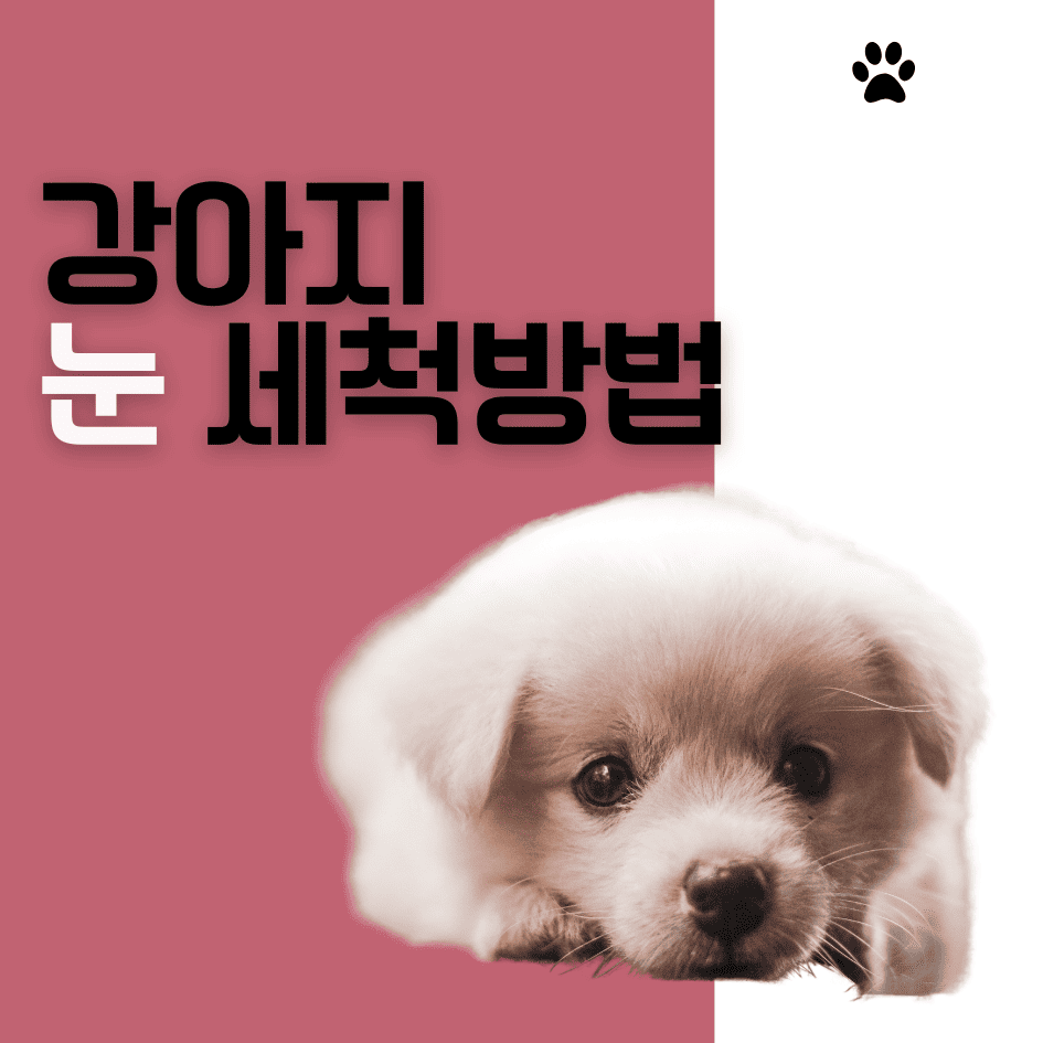강아지 눈 세척방법