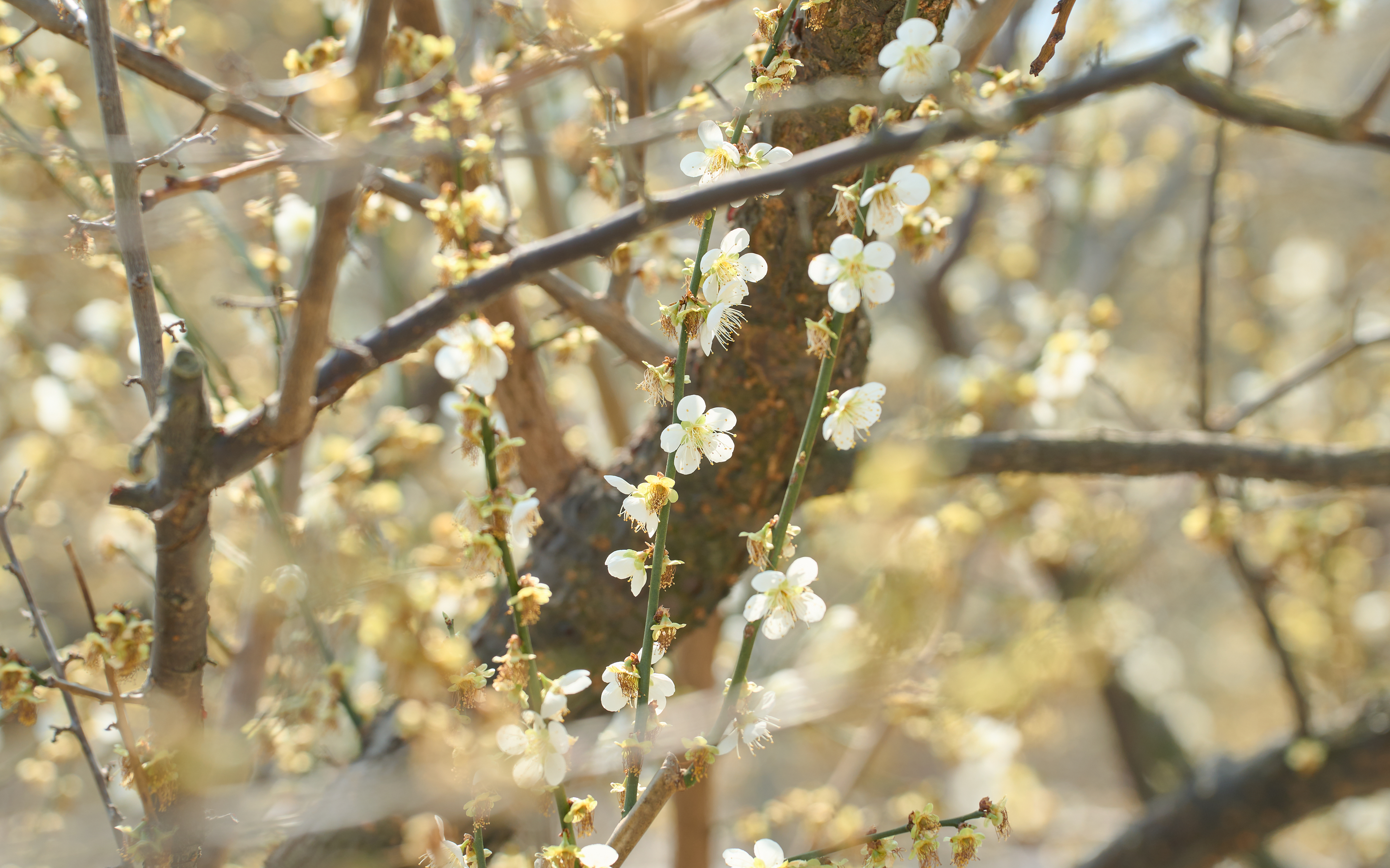 기장매화원 매화축제 56