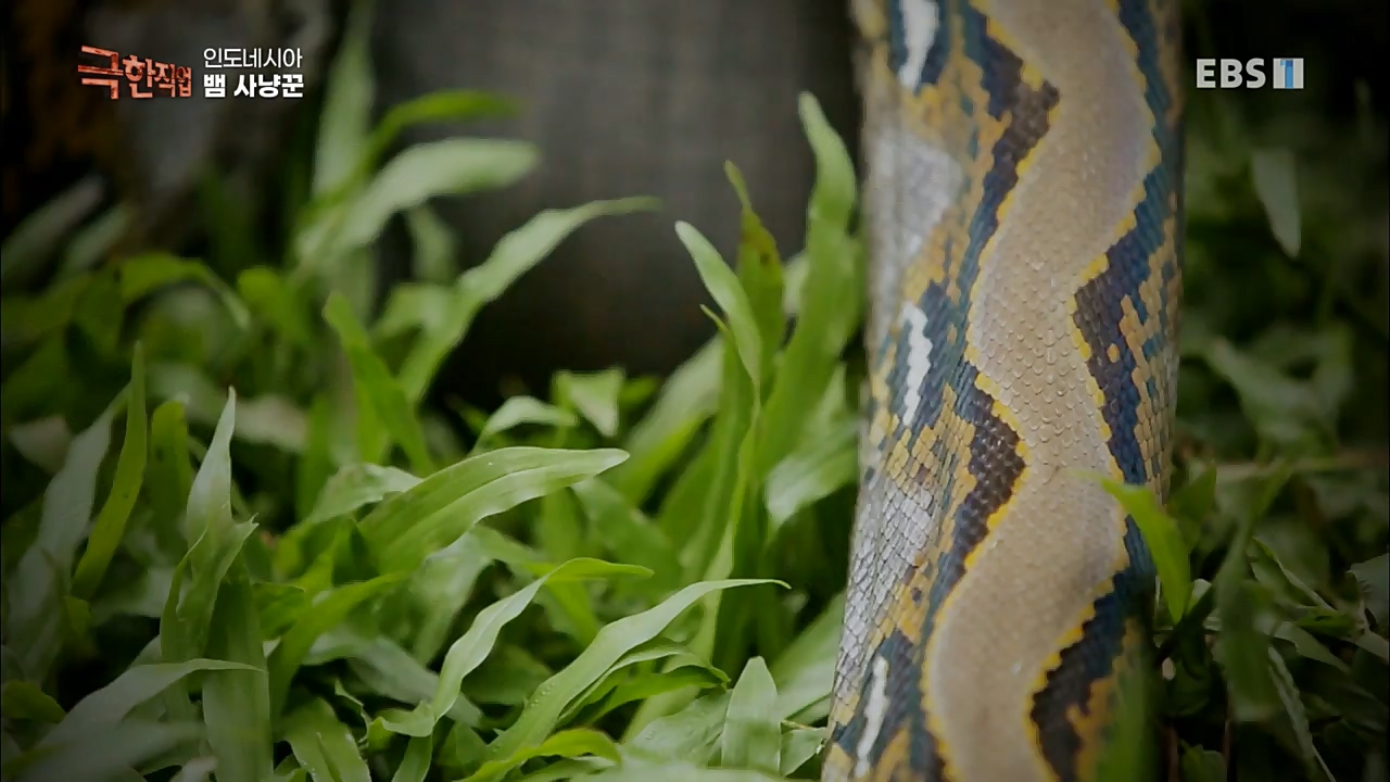 TV - 교육의 중심 EBS인도네시아 뱀사냥꾼.mp4_20221211_181451.445.jpg