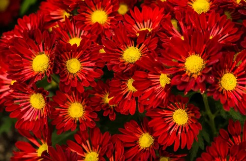 정원꾸미기 아름다운 빨간 꽃 - 국화