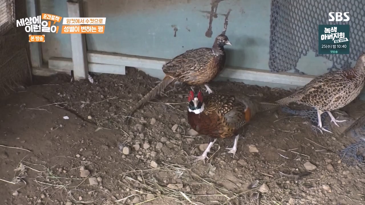 순간포착 세상에 이런일이.E1248.231015p-NEXT.mp4_20231015_164801.329.jpg