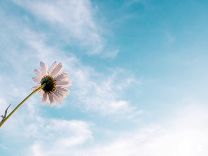 예쁜 하늘을 배경으로 하얀색 꽃 한송이 있는 모습
