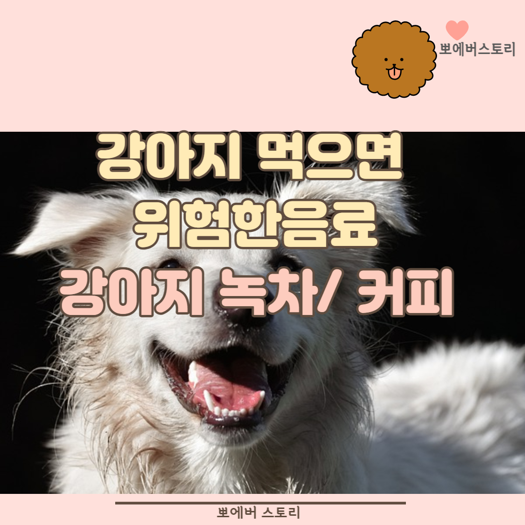  강아지먹으면안되는녹차 강아지커피 강아지녹차 강아지탄산수