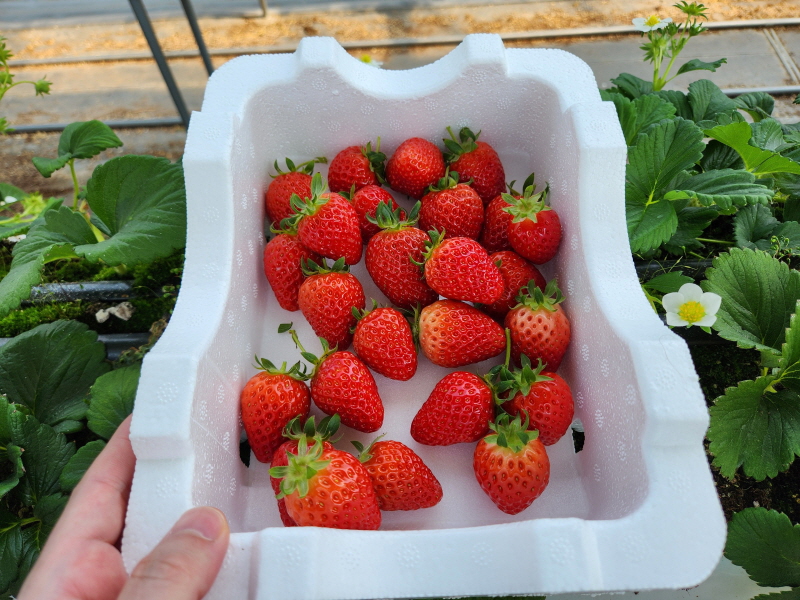 구미 딸기체험농장