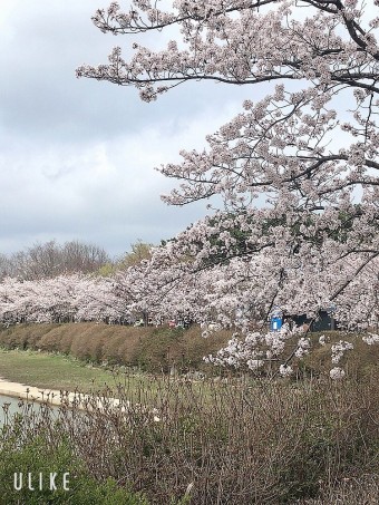 벚꽃 명소