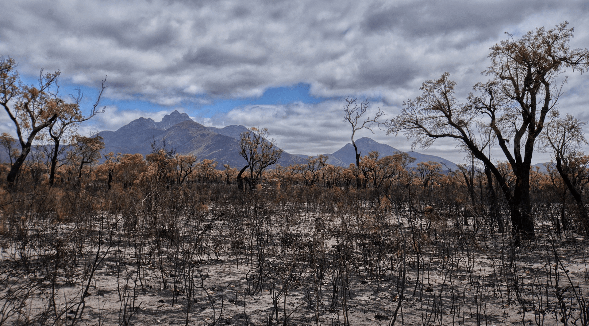 호주의 산불이 지나간 후의 모습