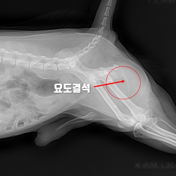 강아지 요로결석의 증상, 예방 및 치료법