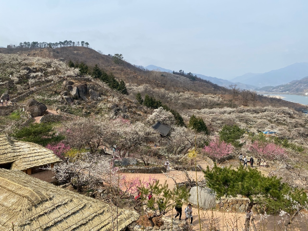매화마을의 모습