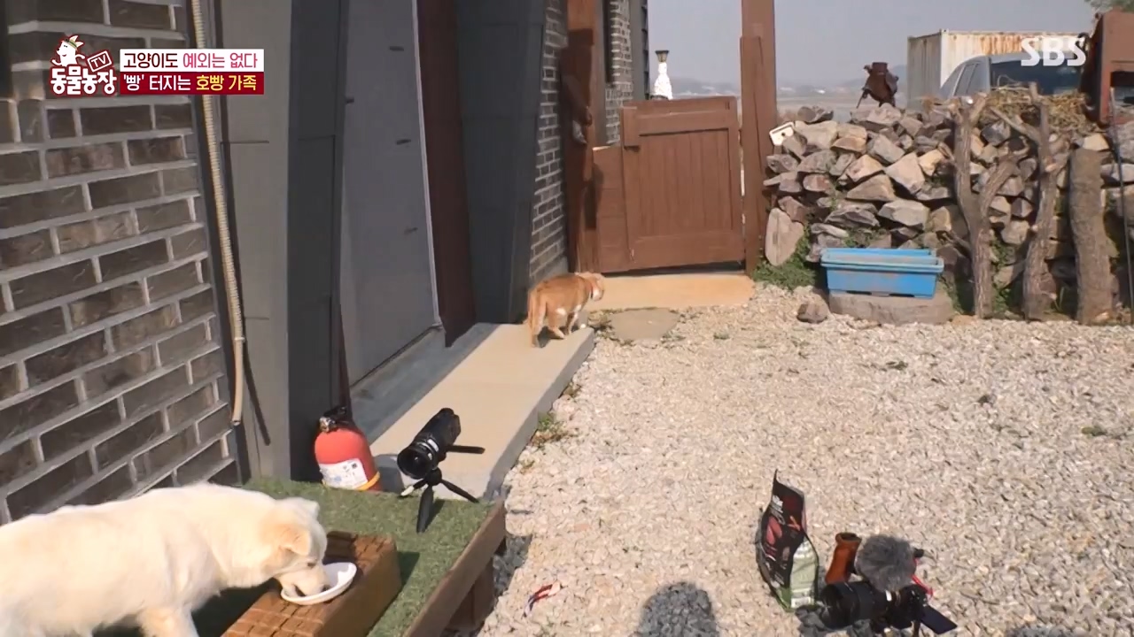 TV 동물농장.E1147.231127p-NEXT.mp4_20231126_170347.759.jpg
