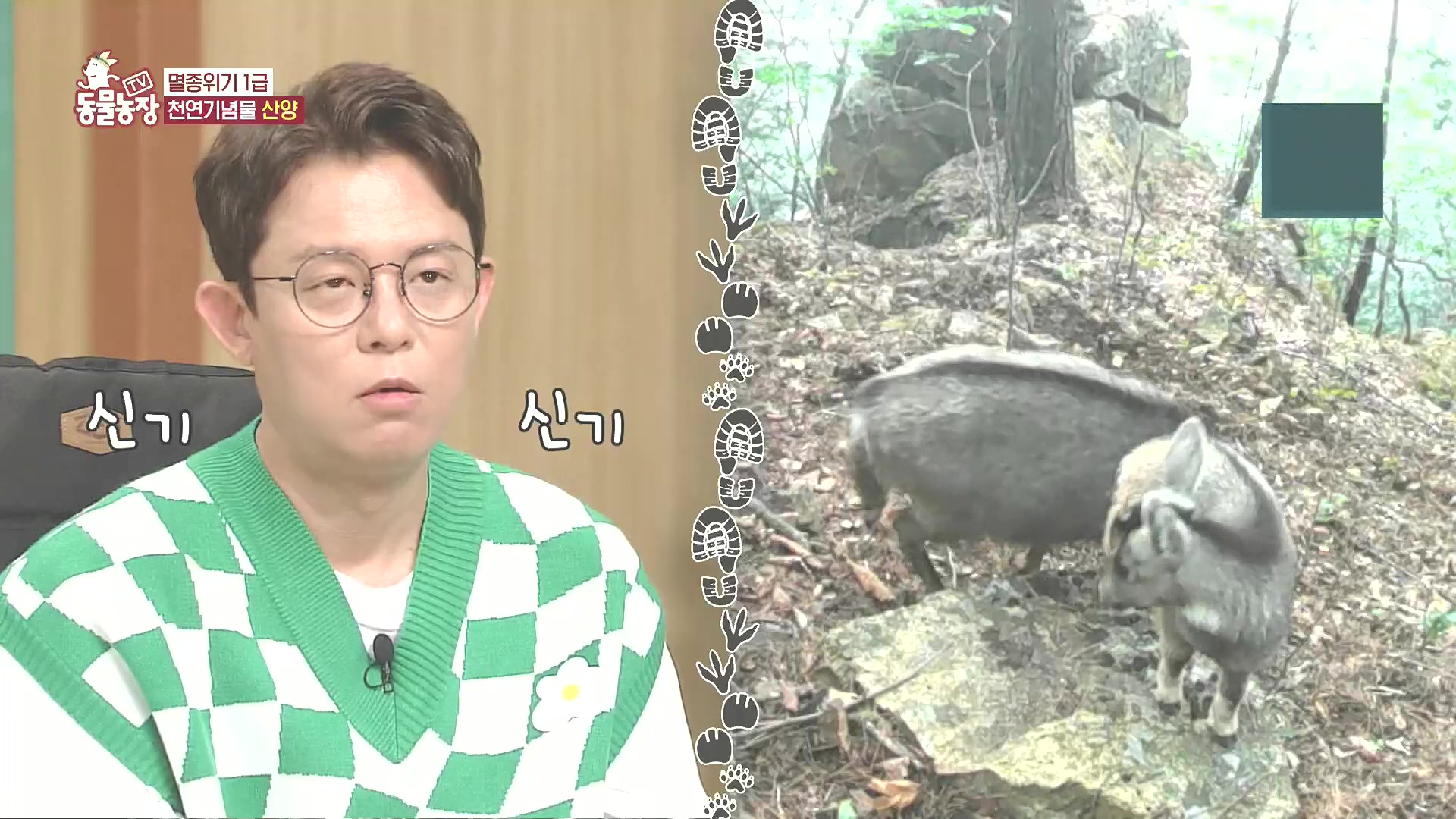 TV 동물농장.E1185.240818p.H264-F1RST.mp4_20240818_160808.496.jpg