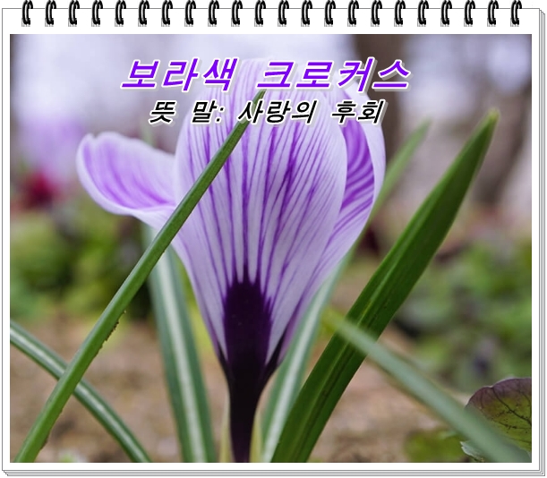  쓸쓸한 마음이 드는 꽃말의 꽃 15선
