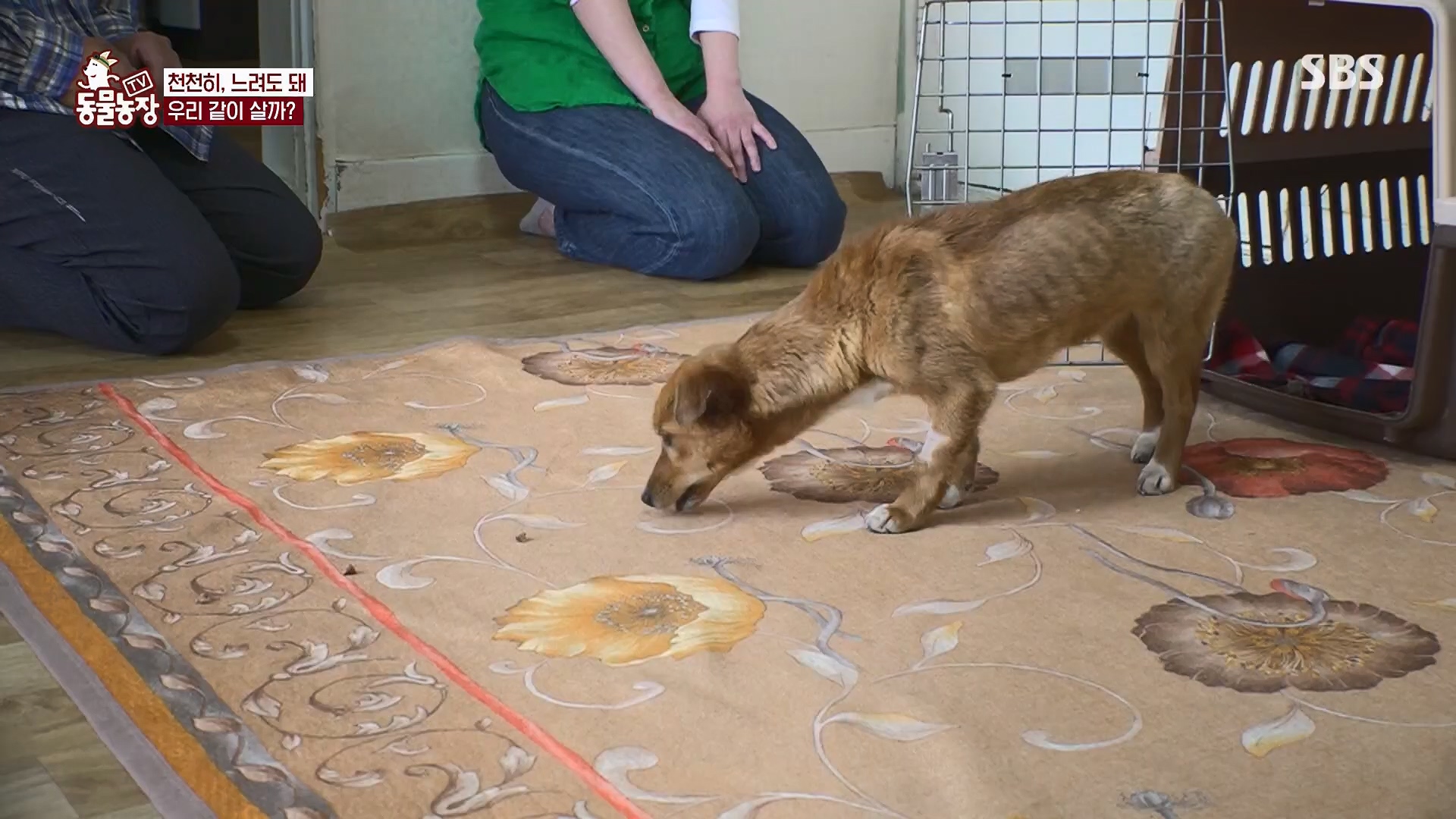 TV 동물농장.E1119.230507p.H264-F1RST.mp4_20230507_135916.190.jpg